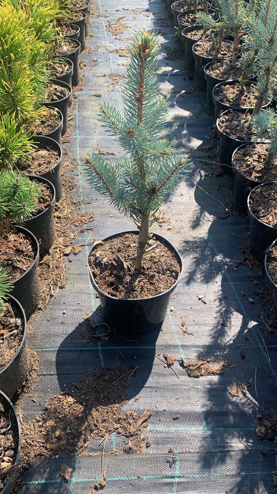 Ель колючая Изели Фастигиата